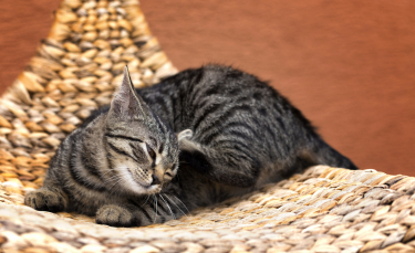 Illustration : "Combattre les puces chez le chat"