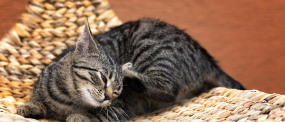Illustration : "Combattre les puces chez le chat"
