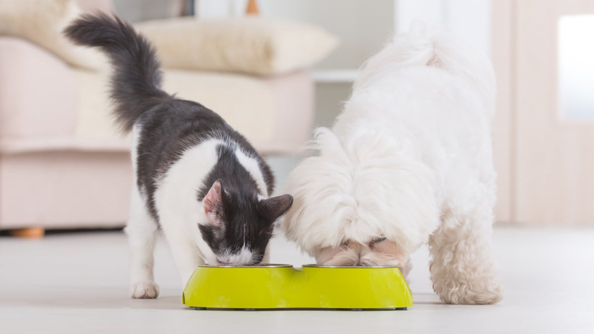 Illustration : "Pâtée pour chat ou croquettes ? Que choisir ?"