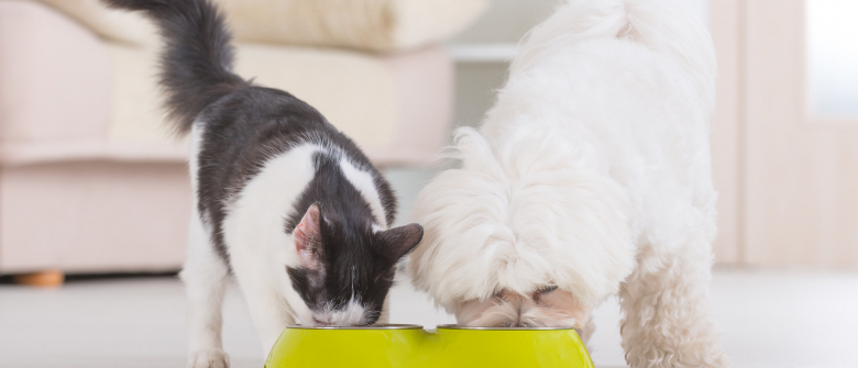 Illustration : "Pâtée pour chat ou croquettes ? Que choisir ?"