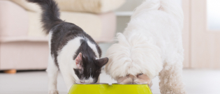 Illustration : "Pâtée pour chat ou croquettes ? Que choisir ?"