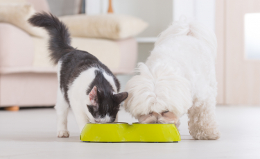 Illustration : "Pâtée pour chat ou croquettes ? Que choisir ?"