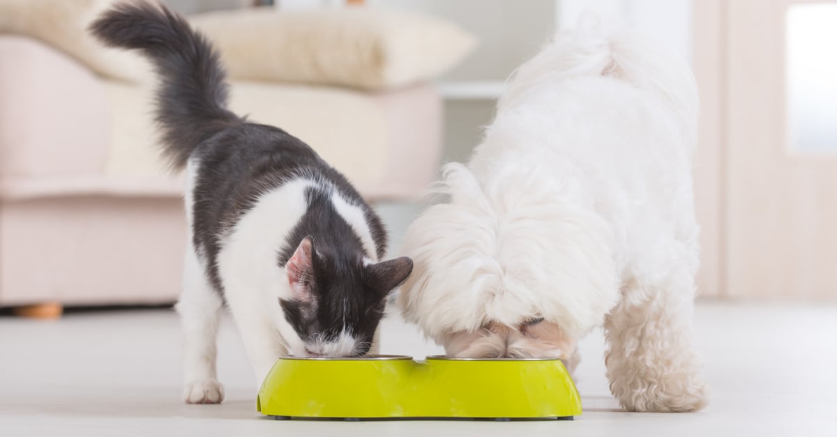 Comment Choisir Entre Des Patees Et Des Croquettes Pour Chat