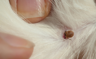 Illustration : "Combattre les tiques chez le chat"
