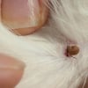 Illustration : Combattre les tiques chez le chat