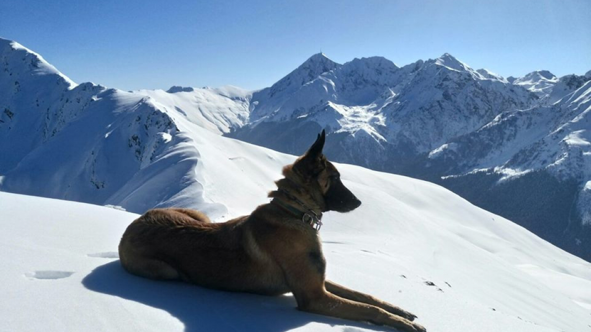 Illustration : "Des gendarmes des Alpes-Maritimes perdent leur chien après un grave accident"