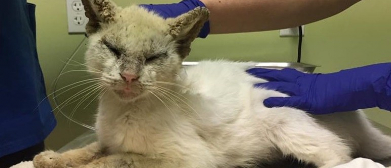 Aveugle Et Souffrant De Gale Un Chaton Retrouve La Vue Et La Sante Aveugle Et Souffrant De Gale Un Chaton Retrouve La Vue Et La Sante