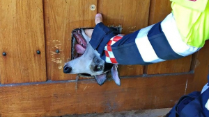 Illustration : "Une chienne se prend pour un chat et reste coincée dans la porte…"