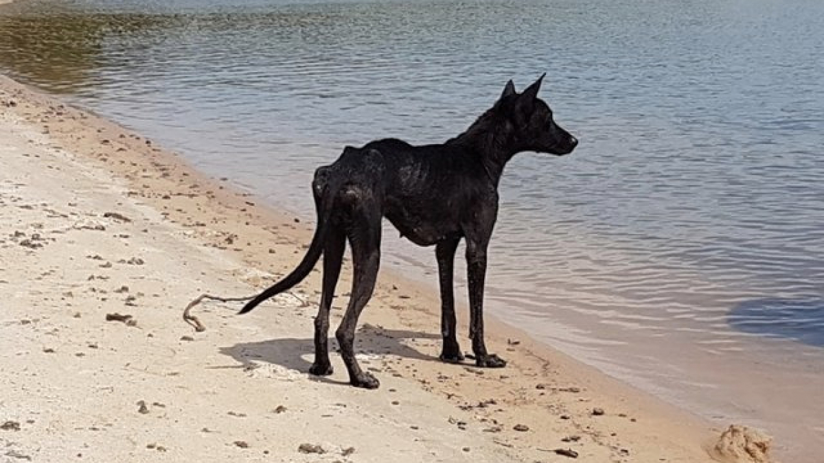 Illustration : "Une chienne affamée sauvée en Amazonie et ramenée au Royaume-Uni"