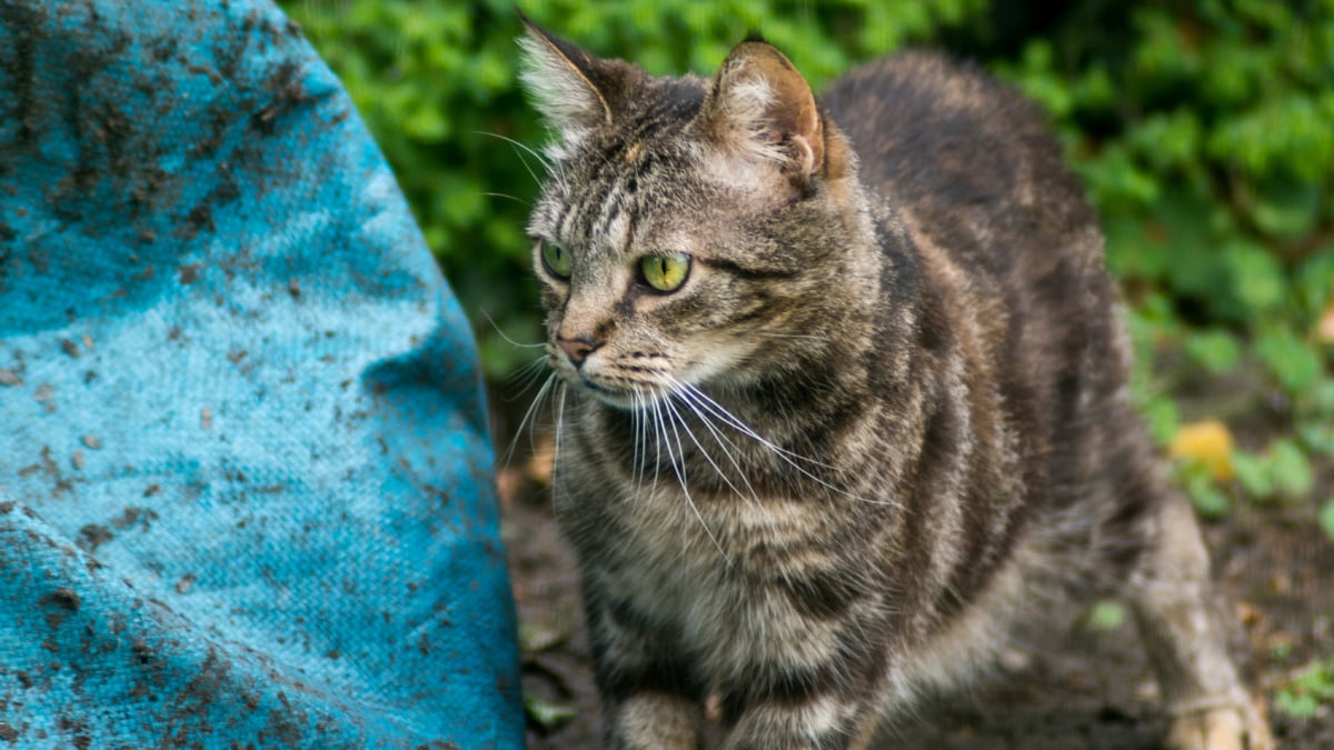 Illustration : "La gale du chat"