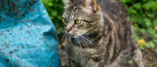 Illustration : "La gale du chat"