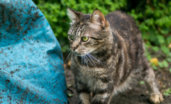 Traiter Et Eradiquer La Gale Du Corps Ou Auriculaire De Votre Chat