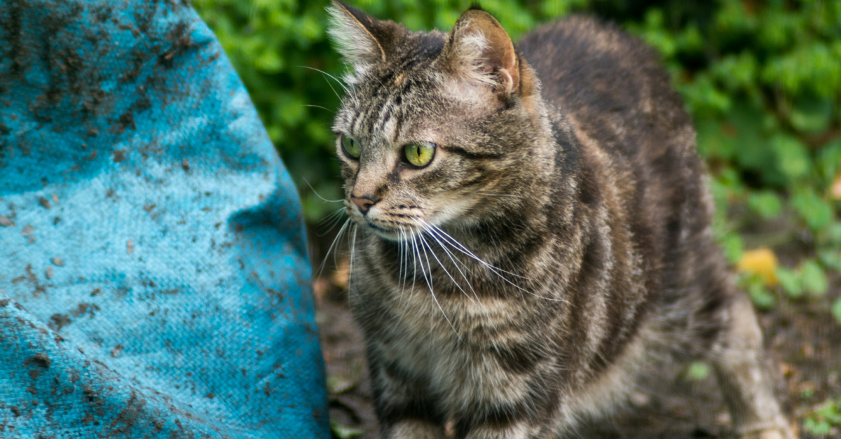 La gale des oreilles du chat - Consultations en Dermatologie