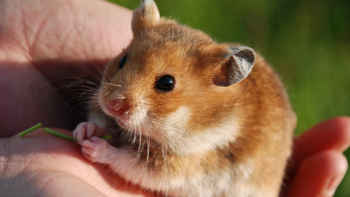 Illustration : "Les aliments dangereux pour le hamster"