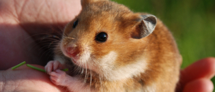 Illustration : "Les aliments dangereux pour le hamster"