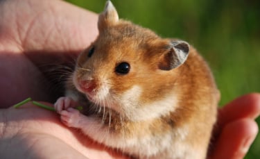 Illustration : "Les aliments dangereux pour le hamster"