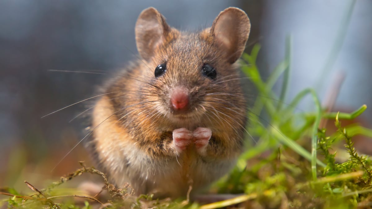 Ces aliments dangereux et toxiques interdits pour votre souris