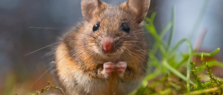 Illustration : "Les aliments dangereux pour la souris"