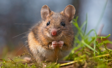 Illustration : "Les aliments dangereux pour la souris"