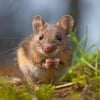 Illustration : Les aliments dangereux pour la souris