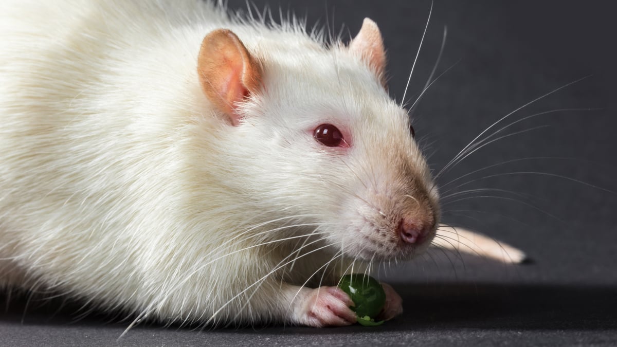 Illustration : "Les aliments dangereux pour le rat"