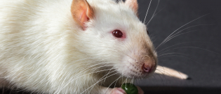 Illustration : "Les aliments dangereux pour le rat"