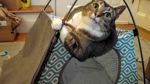 Illustration : "Ces 14 photos de chats qui vous redonnent le sourire"