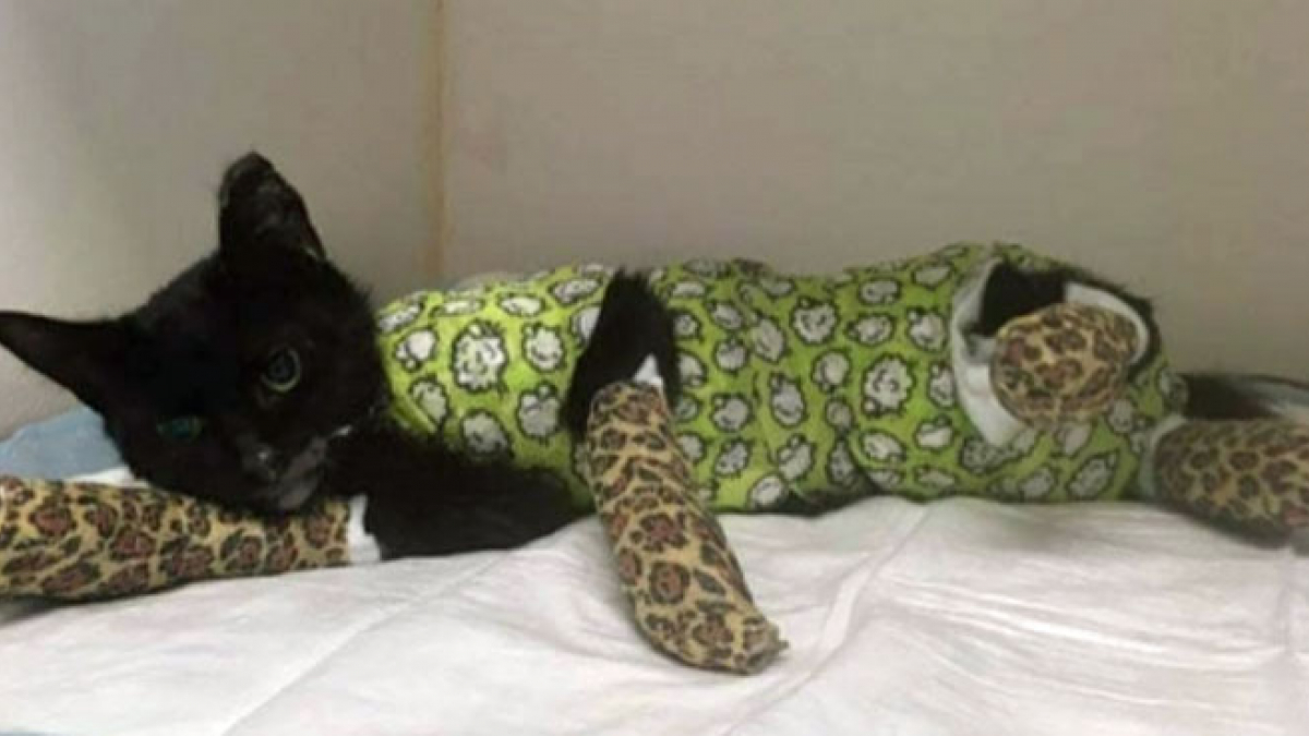 Illustration : "Le chaton passé au four sauvé par un vétérinaire grâce aux dons !"