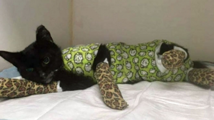 Illustration : Le chaton passé au four sauvé par un vétérinaire grâce aux dons !