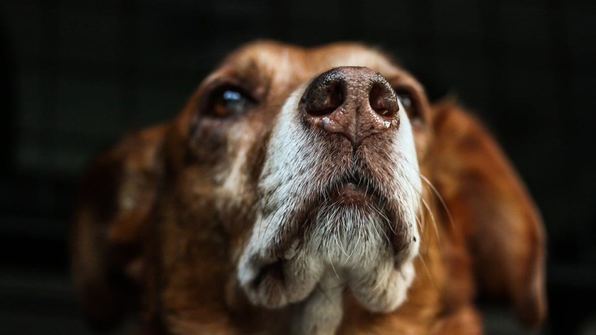 Illustration : "Un couple arrêté pour avoir volé des chiens et les avoir mis en vente sur Internet"