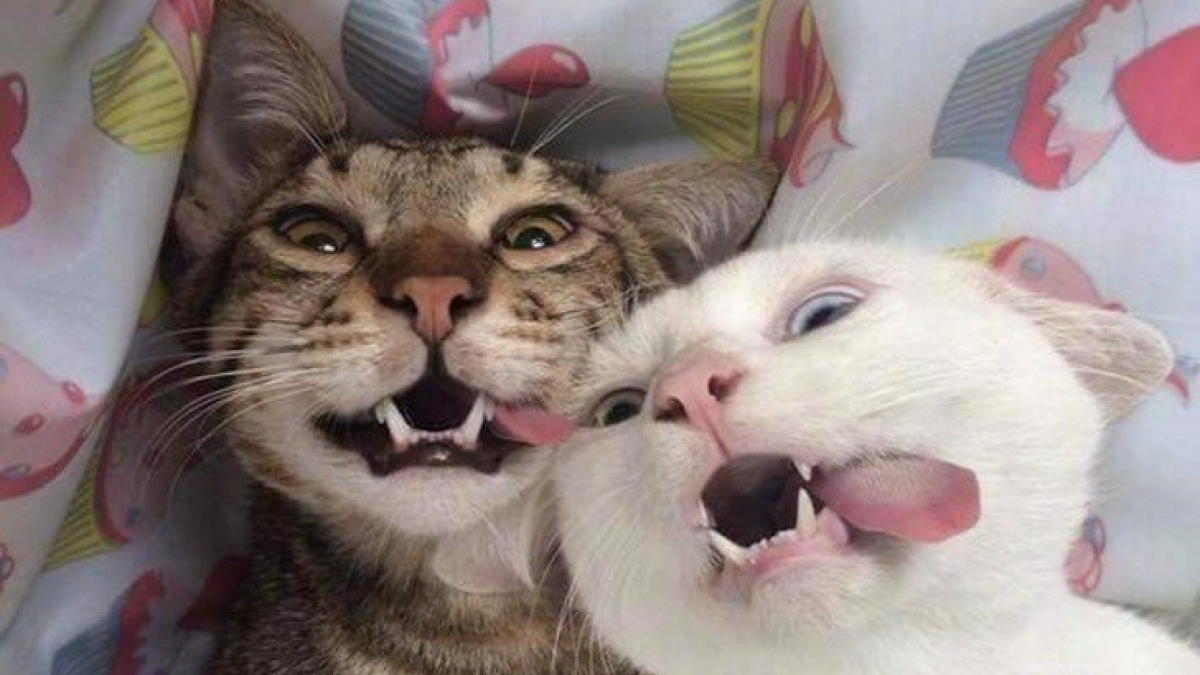 Illustration : "28 chats devenus stars du net grâce à des photos improbables"