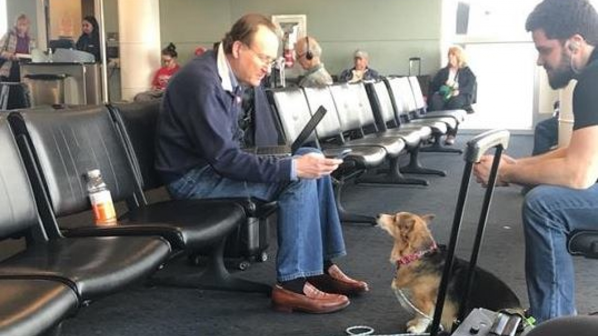 Illustration : "Un Corgi voit un homme triste et en larmes dans un aéroport. Il s'échappe pour le aller le réconforter !"