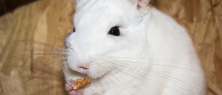 Illustration : "Les aliments dangereux pour le chinchilla"