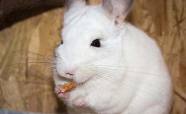 Illustration : "Les aliments dangereux pour le chinchilla"
