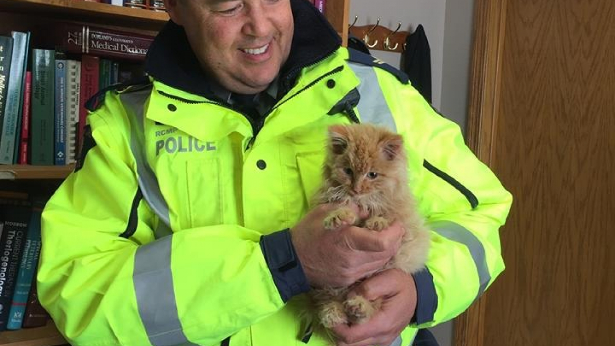 Illustration : "Ce policier a sauvé un chaton pris au piège dans la glace au beau milieu de l’autoroute"