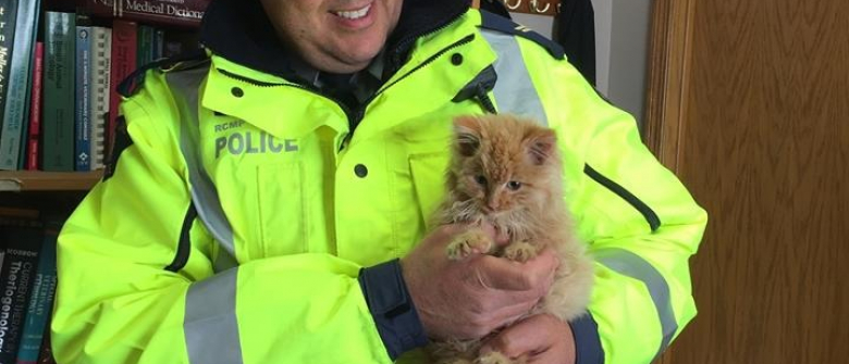 Ce Policier A Sauve Un Chaton Pris Au Piege Dans La Glace Au Beau Milieu De L Autoroute Ce Policier A Sauve Un Chaton Pris Au Piege Dans La Glace Au Beau Milieu De L Autoroute