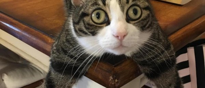 15 Photos Mettant En Valeur Le Grain De Folie Des Chats