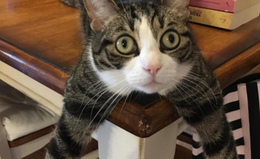 Illustration : "15 photos mettant en valeur le grain de folie des chats"