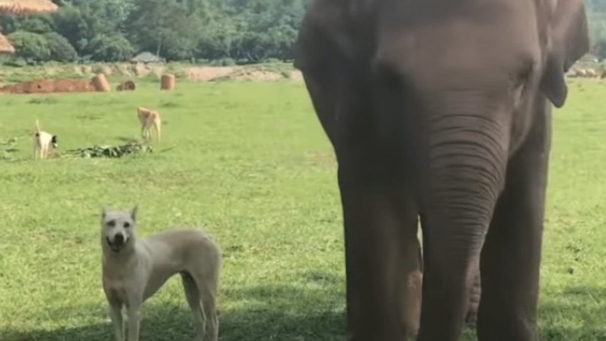 Illustration : "Dans ce sanctuaire, les chiens cohabitent avec les éléphants !"