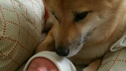 Illustration : 17 chiens dotés d’une grande compassion