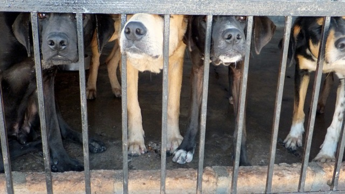 Illustration : "À Yulin, des milliers d’animaux de compagnie seront encore sacrifiés pour leur viande ce 21 juin"