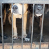 Illustration : À Yulin, des milliers d’animaux de compagnie seront encore sacrifiés pour leur viande ce 21 juin