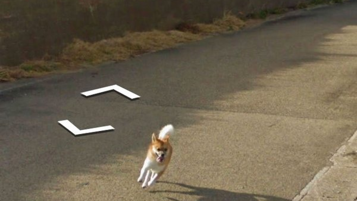 Illustration : "Un chien poursuit une voiture Google et photobombe malgré lui les clichés"