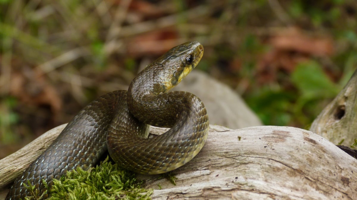 Illustration : "Soins et hygiène à apporter au serpent"