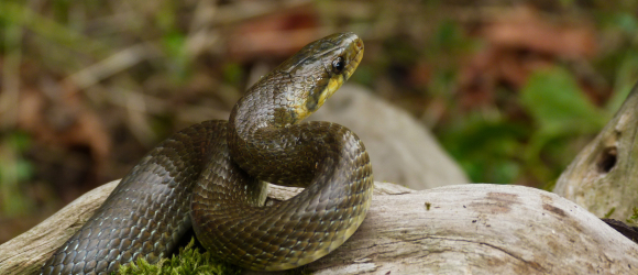 Illustration : "Soins et hygiène à apporter au serpent"