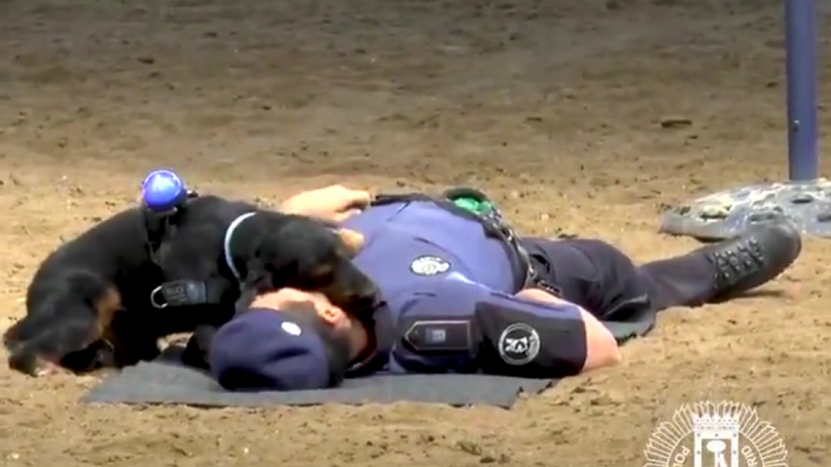 Illustration : "Un chien réalise un faux massage cardiaque sur un policier au sol (Vidéo)"