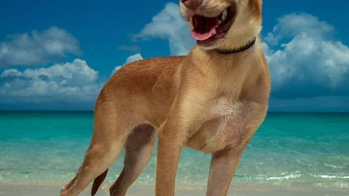 Illustration : "Dans les Caraïbes, une île héberge des chiens de sauvetages que les touristes peuvent câliner toute la journée"