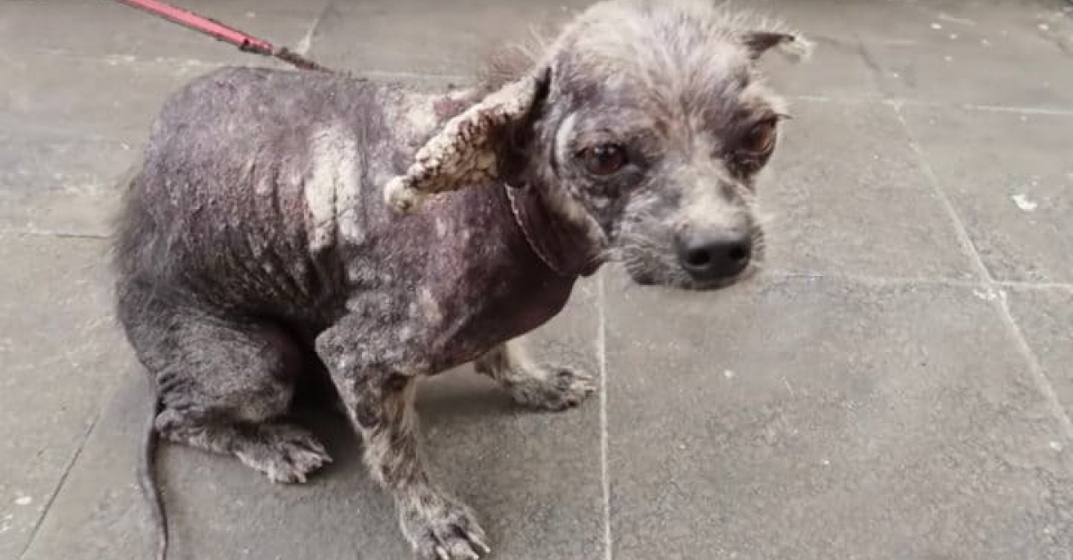 Un chien trouvé en bord de route, sauvé grâce à la
