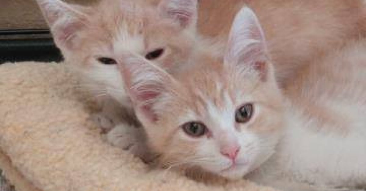 Un Chat Retrouve Son Jumeau Apres Que Sa Maitresse Ait Rencontre L Amour De Sa Vie Un Chat Retrouve Son Jumeau Apres Que Sa Maitresse Ait Rencontre L Amour De Sa Vie