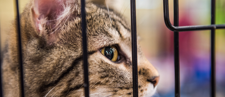 Illustration : "Adopter un chat dans un refuge"